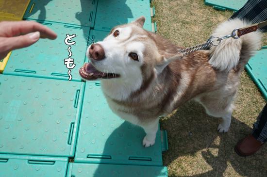 DSC07460_convert_20130429221657.jpg