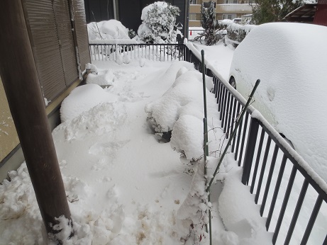 雪1