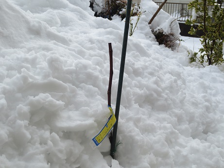 2雪