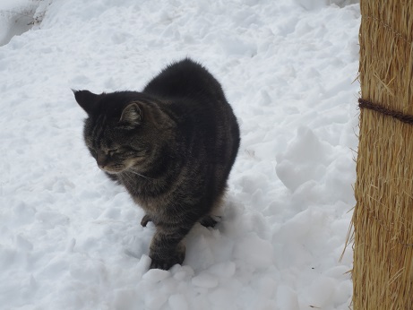雪3
