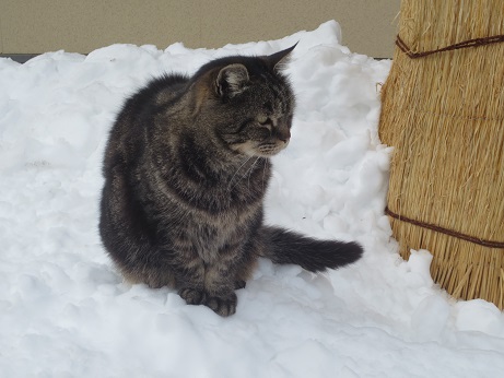 雪5