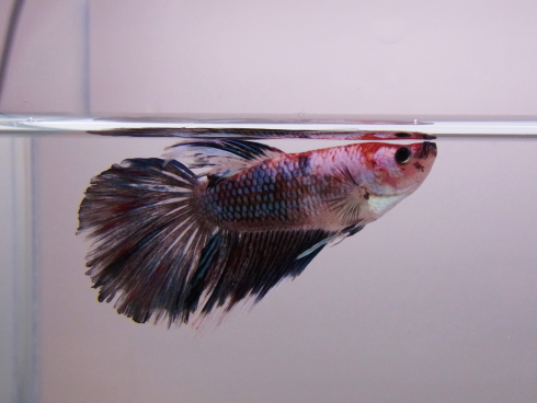 120520g.jpg