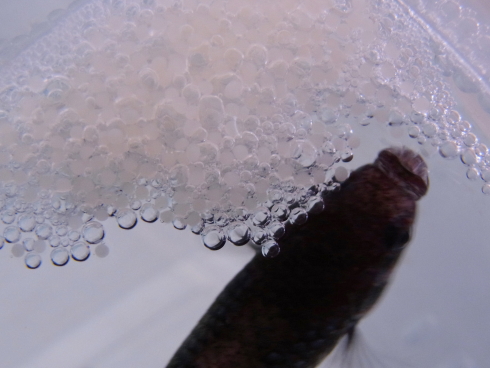 120530e.jpg