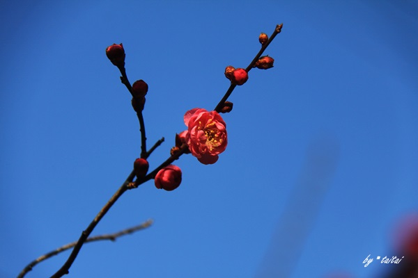 20140203k
