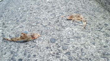 2011060306440000.jpg