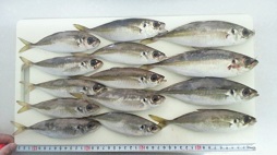 NEC_0073.jpg