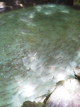 NEC_0508.jpg