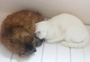20120419アンとネージュ