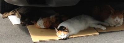 20120608美保子猫