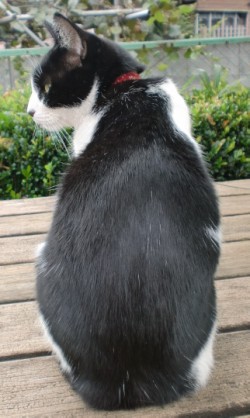 20121015kurosuwari.jpg