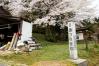 駒つなぎ桜