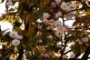 浄教寺てまり桜