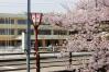 岸渡川桜並木