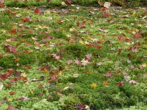 s-DSCN6578.jpg