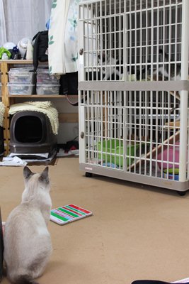 むーん・・・