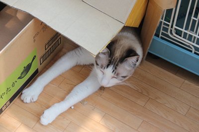 番長はひなたぼっこだぜえ