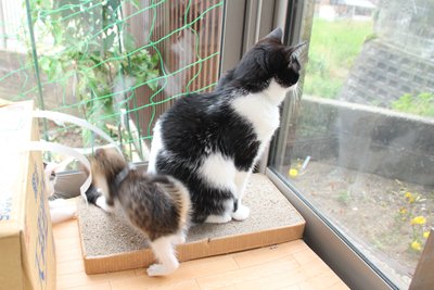 洗われてごはんしてさっぱりしてしっぽでファイト
