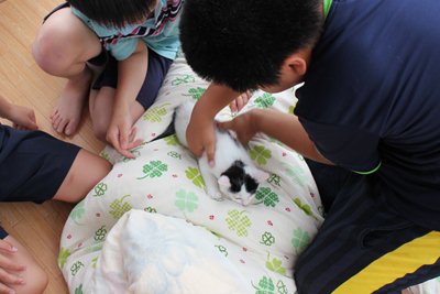 うしおくん 子猫里親募集中