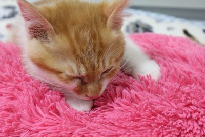 茶次郎ふかふかふか 子ねこ里親募集中☆石川富山福井