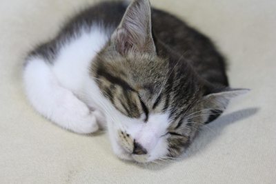 もっちり円ざぶ子猫里親募集中☆石川富山福井
