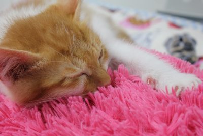 茶次郎ふかふかふか 子ねこ里親募集中☆石川富山福井