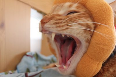 ポンデアニキ