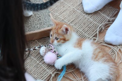 茶次郎おもちゃに夢中。子猫里親募集中☆石川富山福井