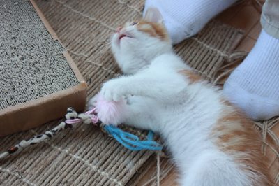 茶次郎おもちゃに夢中。子猫里親募集中☆石川富山福井