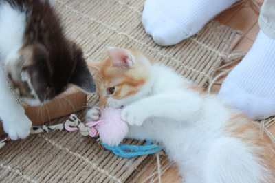 茶次郎おもちゃに夢中。子猫里親募集中☆石川富山福井