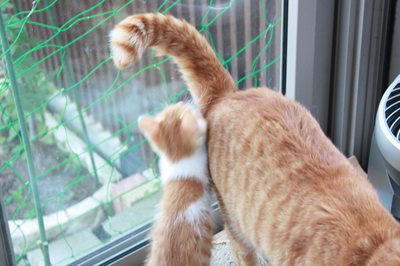茶次郎おもちゃに夢中。子猫里親募集中☆石川富山福井