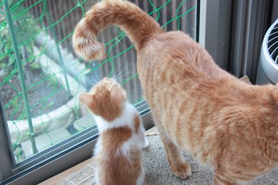 茶次郎おもちゃに夢中。子猫里親募集中☆石川富山福井