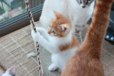 茶次郎おもちゃに夢中。子猫里親募集中☆石川富山福井