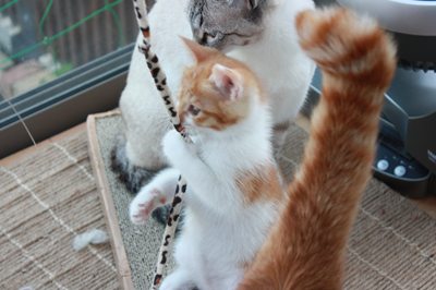 茶次郎おもちゃに夢中。子猫里親募集中☆石川富山福井
