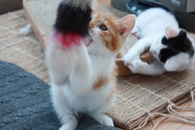 茶次郎おもちゃに夢中。子猫里親募集中☆石川富山福井