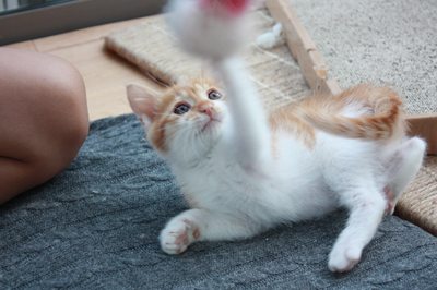 茶次郎おもちゃに夢中。子猫里親募集中☆石川富山福井