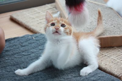 茶次郎おもちゃに夢中。子猫里親募集中☆石川富山福井