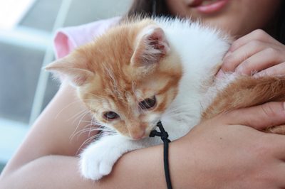 茶次郎おもちゃに夢中。子猫里親募集中☆石川富山福井
