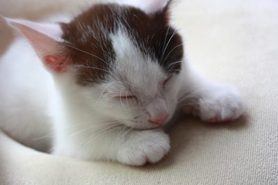 もっちり円ざぶ子猫里親募集中☆石川富山福井