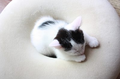 もっちり円ざぶ子猫里親募集中☆石川富山福井