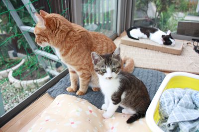 アニキとパトロールだじぇ。子ネコ里親募集中☆石川富山福井