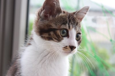 子猫みっちぃ里親募集中☆石川富山福井