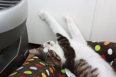 子猫みっちぃ里親募集中☆石川富山福井