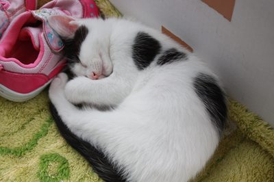 うっしーすやすや 子ねこ里親募集中 石川富山福井