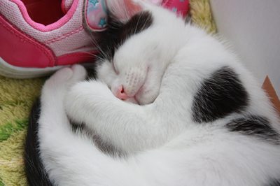 うっしーすやすや 子ねこ里親募集中 石川富山福井