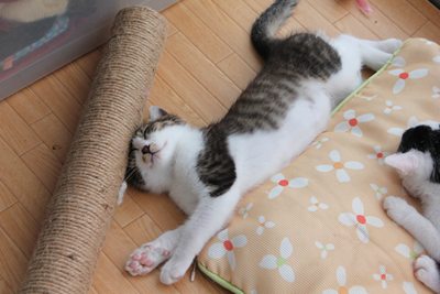 子猫みっちぃ里親募集中☆石川富山福井