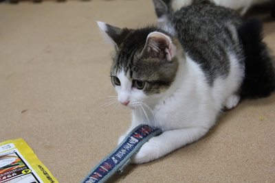 犬vs子猫 里親募集中☆石川富山福井(猫のみ)