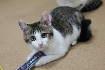 犬vs子猫 里親募集中☆石川富山福井(猫のみ)