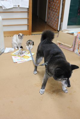犬vs子猫 里親募集中☆石川富山福井(猫のみ)