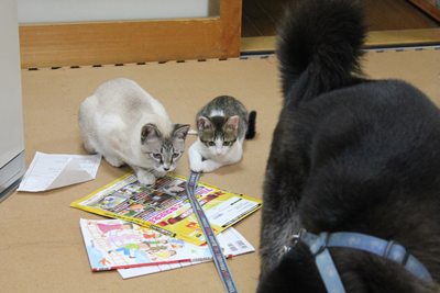 犬vs子猫 里親募集中☆石川富山福井(猫のみ)