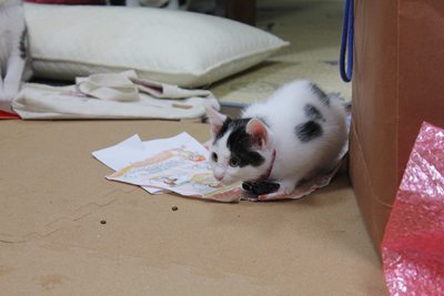 犬vs子猫 里親募集中☆石川富山福井(猫のみ)